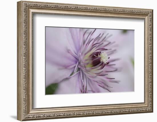 Clematis Flower Detail-Anna Miller-Framed Photographic Print