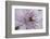 Clematis Flower Detail-Anna Miller-Framed Photographic Print