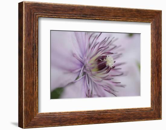 Clematis Flower Detail-Anna Miller-Framed Photographic Print