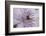 Clematis Flower Detail-Anna Miller-Framed Photographic Print