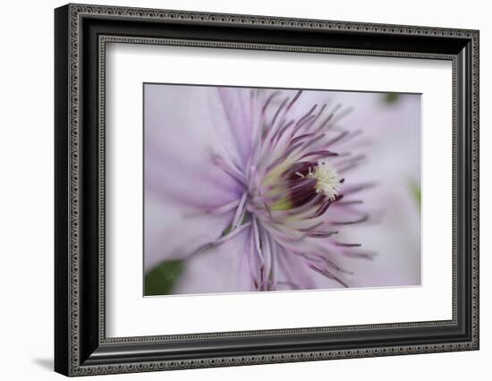 Clematis Flower Detail-Anna Miller-Framed Photographic Print