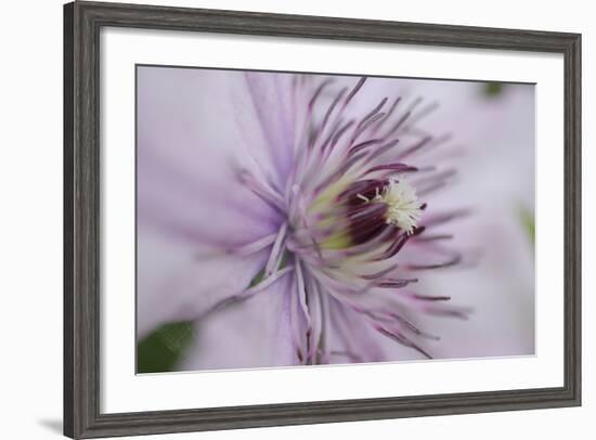 Clematis Flower Detail-Anna Miller-Framed Photographic Print