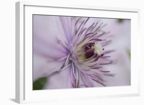 Clematis Flower Detail-Anna Miller-Framed Photographic Print