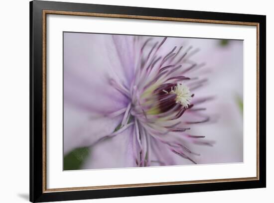 Clematis Flower Detail-Anna Miller-Framed Photographic Print