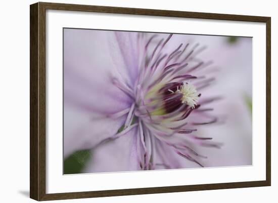 Clematis Flower Detail-Anna Miller-Framed Photographic Print