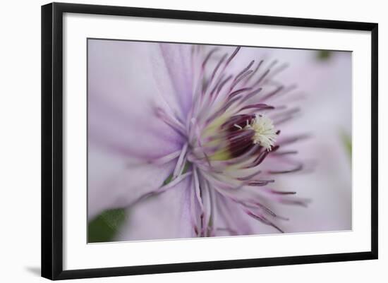 Clematis Flower Detail-Anna Miller-Framed Photographic Print