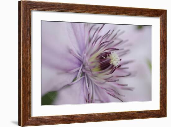 Clematis Flower Detail-Anna Miller-Framed Photographic Print