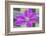 Clematis flower, Reading, Massachusetts, USA-Lisa S. Engelbrecht-Framed Photographic Print