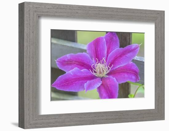 Clematis flower, Reading, Massachusetts, USA-Lisa S. Engelbrecht-Framed Photographic Print