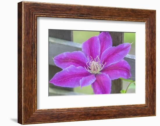 Clematis flower, Reading, Massachusetts, USA-Lisa S. Engelbrecht-Framed Photographic Print