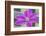 Clematis flower, Reading, Massachusetts, USA-Lisa S. Engelbrecht-Framed Photographic Print