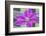 Clematis flower, Reading, Massachusetts, USA-Lisa S. Engelbrecht-Framed Photographic Print