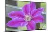 Clematis flower, Reading, Massachusetts, USA-Lisa S. Engelbrecht-Mounted Photographic Print