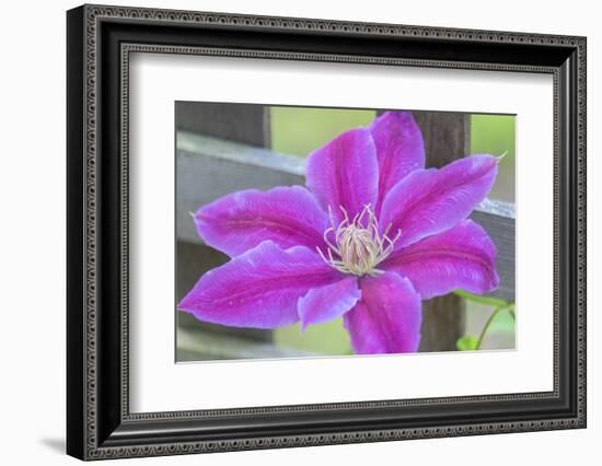 Clematis flower, Reading, Massachusetts, USA-Lisa S. Engelbrecht-Framed Photographic Print