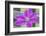 Clematis flower, Reading, Massachusetts, USA-Lisa S. Engelbrecht-Framed Photographic Print