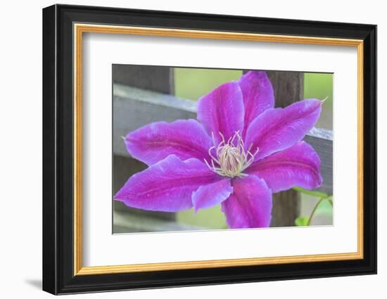 Clematis flower, Reading, Massachusetts, USA-Lisa S. Engelbrecht-Framed Photographic Print