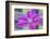 Clematis flower, Reading, Massachusetts, USA-Lisa S. Engelbrecht-Framed Photographic Print