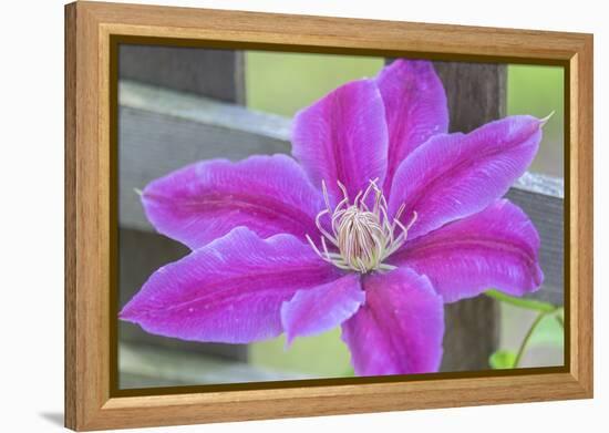Clematis flower, Reading, Massachusetts, USA-Lisa S. Engelbrecht-Framed Premier Image Canvas