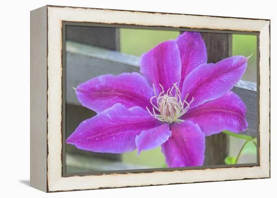 Clematis flower, Reading, Massachusetts, USA-Lisa S. Engelbrecht-Framed Premier Image Canvas