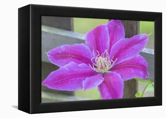 Clematis flower, Reading, Massachusetts, USA-Lisa S. Engelbrecht-Framed Premier Image Canvas
