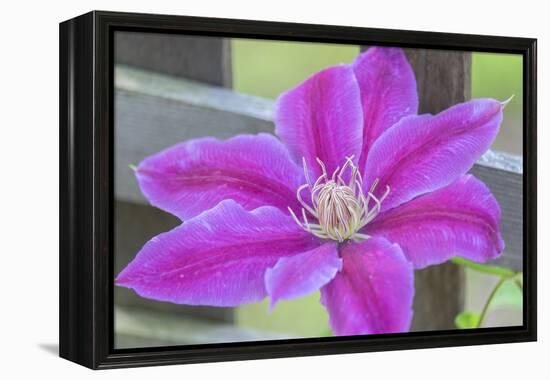 Clematis flower, Reading, Massachusetts, USA-Lisa S. Engelbrecht-Framed Premier Image Canvas