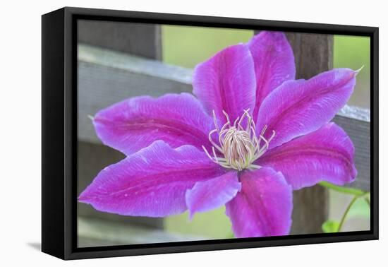 Clematis flower, Reading, Massachusetts, USA-Lisa S. Engelbrecht-Framed Premier Image Canvas