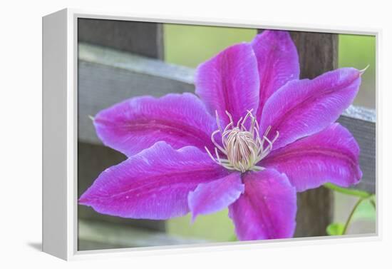 Clematis flower, Reading, Massachusetts, USA-Lisa S. Engelbrecht-Framed Premier Image Canvas