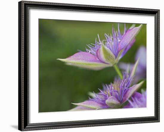 Clematis Flower-Adam Jones-Framed Photographic Print