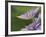 Clematis Flower-Adam Jones-Framed Photographic Print