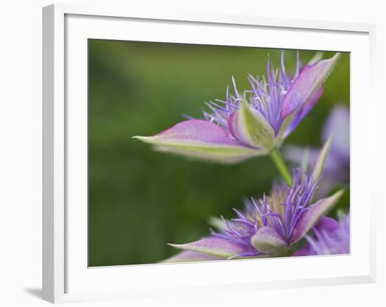 Clematis Flower-Adam Jones-Framed Photographic Print