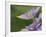 Clematis Flower-Adam Jones-Framed Photographic Print