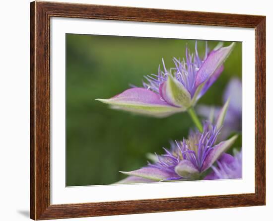 Clematis Flower-Adam Jones-Framed Photographic Print