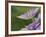 Clematis Flower-Adam Jones-Framed Photographic Print