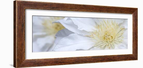 Clematis Flowers Marie Boisselot-Ian Dobbs-Framed Photographic Print