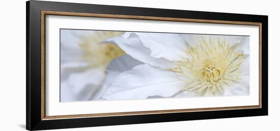 Clematis Flowers Marie Boisselot-Ian Dobbs-Framed Photographic Print