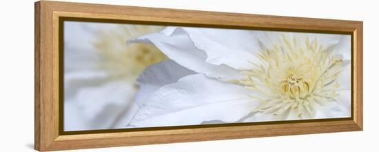 Clematis Flowers Marie Boisselot-Ian Dobbs-Framed Premier Image Canvas