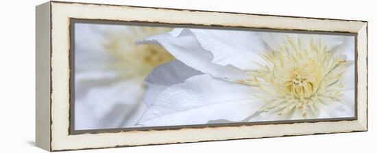 Clematis Flowers Marie Boisselot-Ian Dobbs-Framed Premier Image Canvas