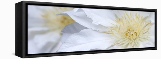 Clematis Flowers Marie Boisselot-Ian Dobbs-Framed Premier Image Canvas