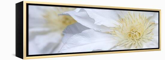 Clematis Flowers Marie Boisselot-Ian Dobbs-Framed Premier Image Canvas