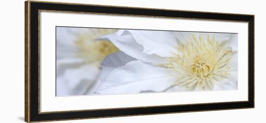 Clematis Flowers Marie Boisselot-Ian Dobbs-Framed Photographic Print