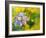 Clematis In The Evening Sun-Mary Smith-Framed Giclee Print
