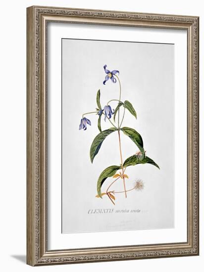 Clematis: Integrafolia-Georg Dionysius Ehret-Framed Giclee Print