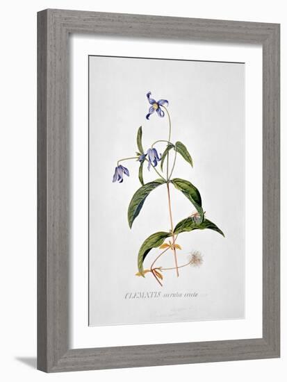 Clematis: Integrafolia-Georg Dionysius Ehret-Framed Giclee Print