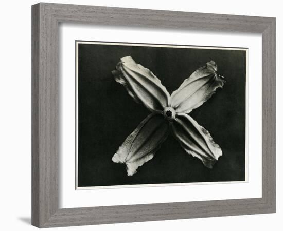 Clematis Integrifolia, 1929 (Photogravure)-Karl Blossfeldt-Framed Giclee Print