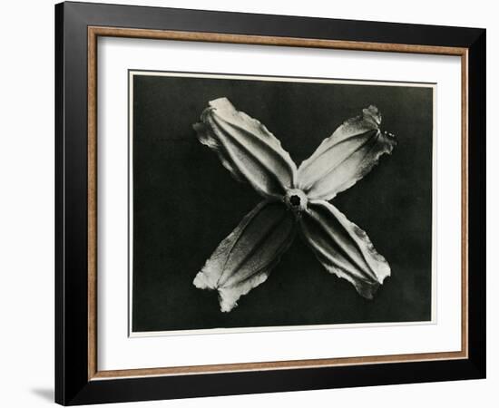 Clematis Integrifolia, 1929 (Photogravure)-Karl Blossfeldt-Framed Giclee Print