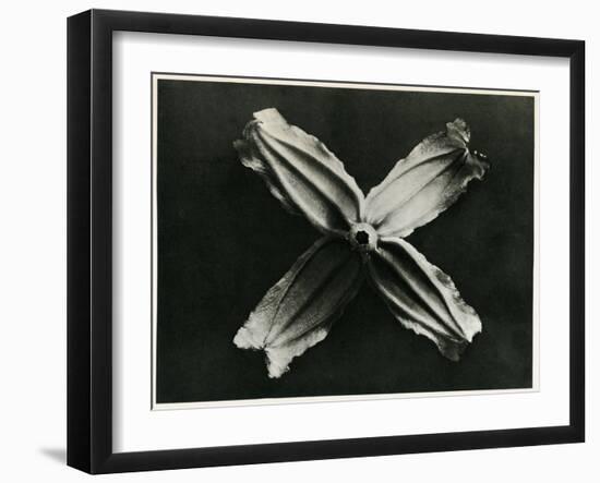 Clematis Integrifolia, 1929 (Photogravure)-Karl Blossfeldt-Framed Giclee Print