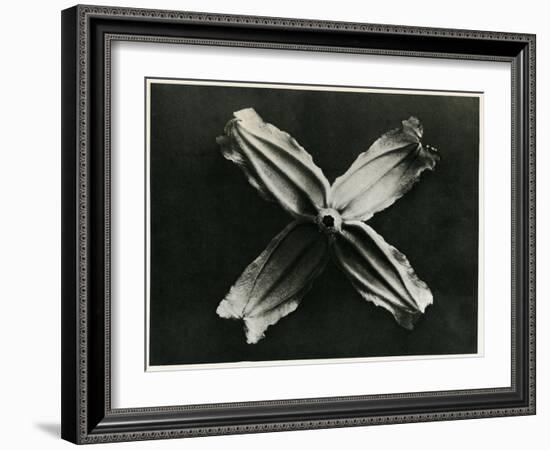 Clematis Integrifolia, 1929 (Photogravure)-Karl Blossfeldt-Framed Giclee Print