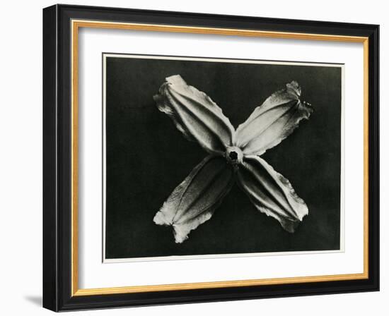 Clematis Integrifolia, 1929 (Photogravure)-Karl Blossfeldt-Framed Giclee Print