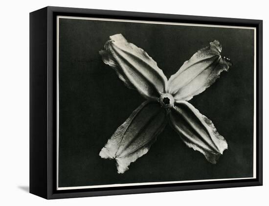 Clematis Integrifolia, 1929 (Photogravure)-Karl Blossfeldt-Framed Premier Image Canvas