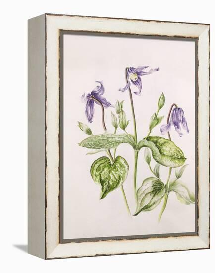 Clematis Integrifolia-Alison Cooper-Framed Premier Image Canvas